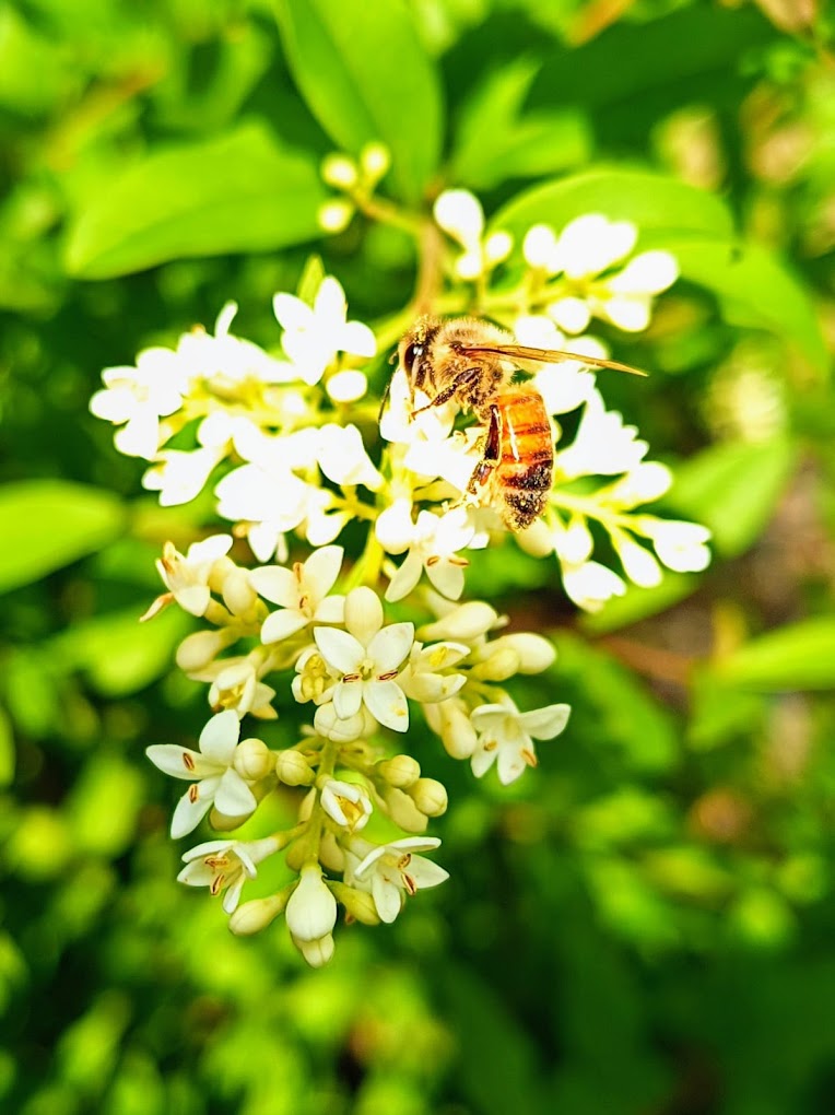 Die Faszination der Imkerei – Wie alles begann